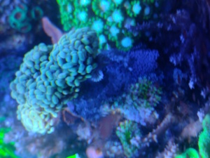 Diverse Korallen, Euphyllia, Hammerkorallen, Lederkorallen  Bild 10