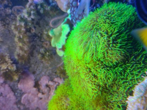 Diverse Korallen, Euphyllia, Hammerkorallen, Lederkorallen  Bild 9