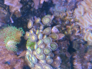 Diverse Korallen, Euphyllia, Hammerkorallen, Lederkorallen  Bild 5