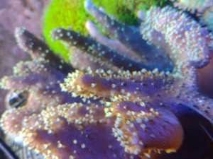 Diverse Korallen, Euphyllia, Hammerkorallen, Lederkorallen  Bild 6