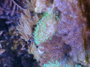 Diverse Korallen, Euphyllia, Hammerkorallen, Lederkorallen  Bild 7