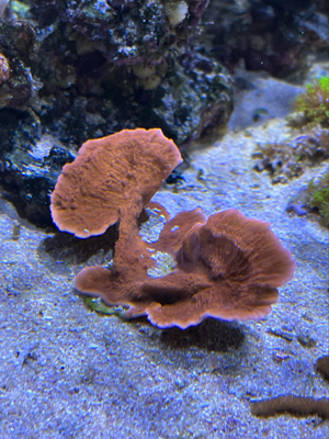 Verschiedene Korallen ab 5  Bild 6