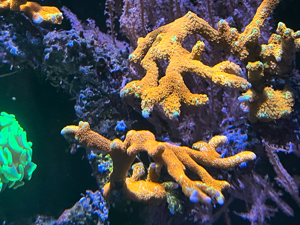Verschiedene Korallen ab 5  Bild 4