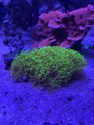 Verschiedene Korallen ab 5  Bild 3