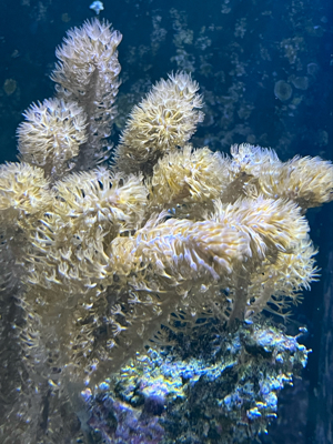 Verschiedene Korallen ab 5  Bild 5