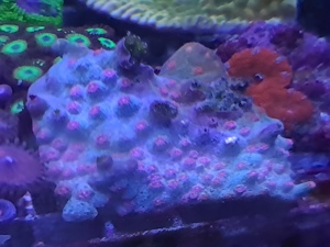 Korallen,Ableger,Meerwasser Bild 6