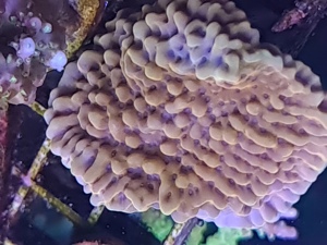 Korallen,Ableger,Meerwasser Bild 9