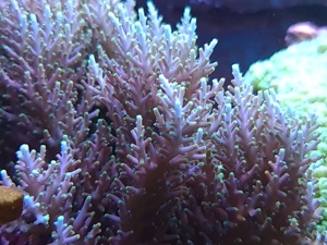 Korallen,Ableger,Meerwasser Bild 10