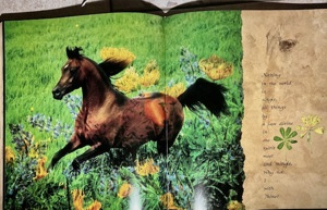Wunderschöner Pferde Bildband "Horses of the Sun" Bild 5