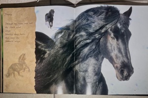 Wunderschöner Pferde Bildband "Horses of the Sun" Bild 4