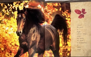 Wunderschöner Pferde Bildband "Horses of the Sun" Bild 3