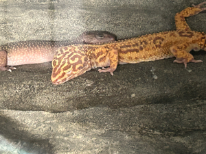 Leopardgecko 