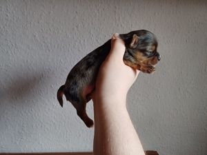 2 Reinrassige Chihuahua Rüden, Welpen, Black Tan &Merle  Bild 4