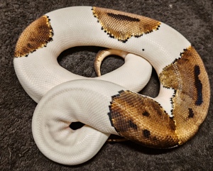 1.0 Piebald 100% het Albino Breeder Königspython