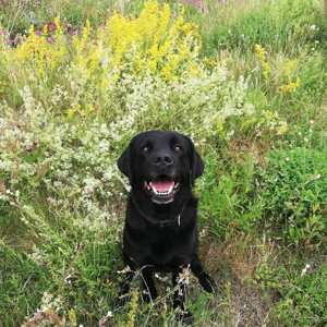Labrador Welpen schwarz braun  Bild 8