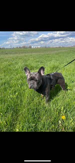 deckrüde französische bulldogge