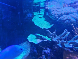 Korallen Meerwasser Ricordea Montipora Pocillopora Tricolor  Bild 4