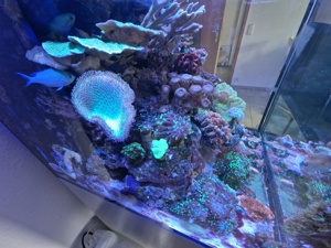 Korallen Meerwasser Ricordea Montipora Pocillopora Tricolor  Bild 3