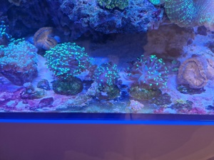 Korallen Meerwasser Ricordea Montipora Pocillopora Tricolor  Bild 1