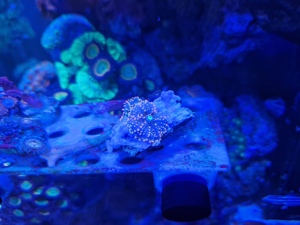 Korallen Meerwasser Ricordea Montipora Pocillopora Tricolor  Bild 8
