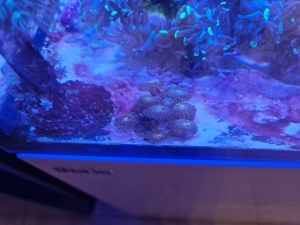 Korallen Meerwasser Ricordea Montipora Pocillopora Tricolor  Bild 5