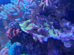 Korallen Meerwasser Ricordea Montipora Pocillopora Tricolor  Bild 7