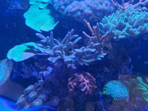 Korallen Meerwasser Ricordea Montipora Pocillopora Tricolor  Bild 6