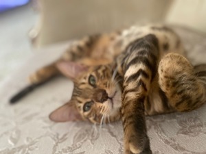 Bengal Kitten Bild 1