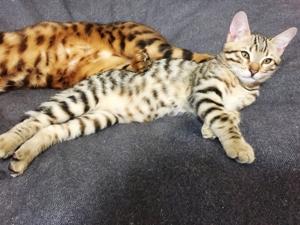 Bengal Siam Mix junge Katzen, "King" und Co