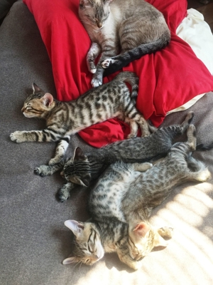 Bengal-Siam-Mix Kitten in Silver, Black und Brown Bild 8