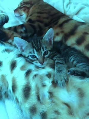 Bengal-Siam-Mix Kitten in Silver, Black und Brown Bild 5