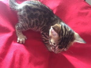 Bengal-Siam-Mix Kitten in Silver, Black und Brown Bild 2