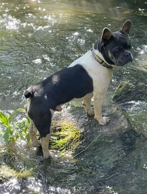 Französische Bulldogge Deckrüde