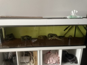 Axalotl mit Aquarium kaltwassertiere Bild 3