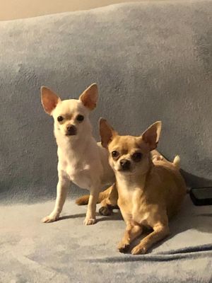 Chihuahua  (kurzhaarig)  sucht Zuhause  Bild 14