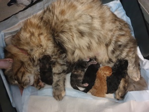 Main Coon kitten suchen liebevolles zuhause  Bild 3