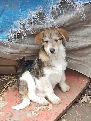 CYRILL - schüchternes Hundekind sucht sein Glück (wartet in Rumänien)