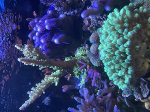 Korallen Sps Ableger Meerwasser  Bild 4