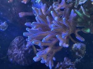 Korallen Sps Ableger Meerwasser  Bild 5
