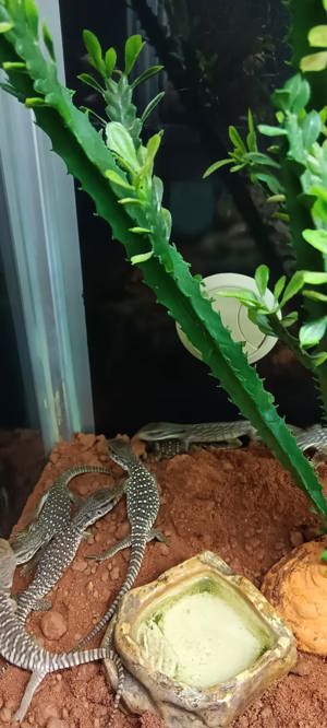 Steppenwaran NZ (Varanus exanthematicus) Bild 2