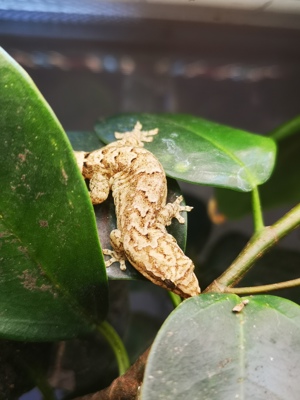 Jungferngeckos (Lepidodactylus Lugubris) | Jungtiere abzugeben | viele vorhanden!  Bild 3
