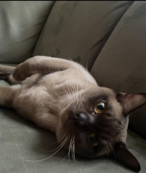 Katzen Burma Kitten  Bild 4