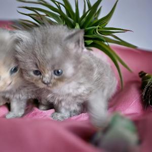 BLH Kitten mit Stammbaum Bild 4