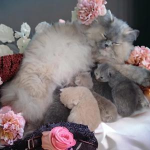 BLH Kitten mit Stammbaum Bild 5