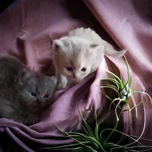 BLH Kitten mit Stammbaum Bild 7