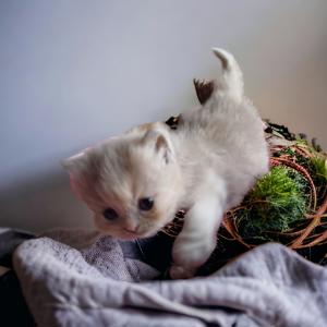 BLH Kitten mit Stammbaum Bild 3