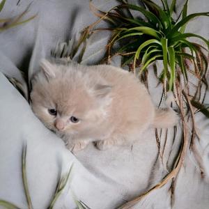 BLH Kitten mit Stammbaum Bild 2