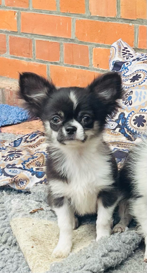Chihuahua Welpen  Bild 10