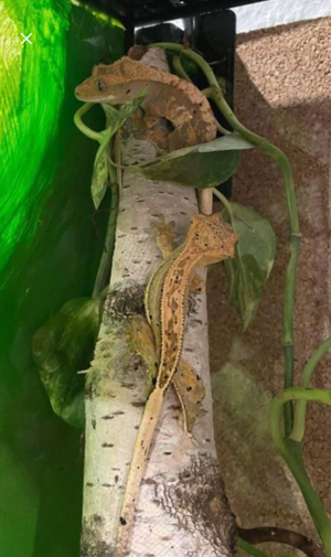 1.1 Kronengeckos Geckos harlekin dalmatiner Bild 3