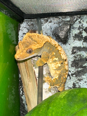 1.1 Kronengeckos Geckos harlekin dalmatiner Bild 5